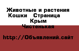 Животные и растения Кошки - Страница 2 . Крым,Чистенькая